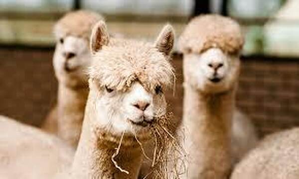 Twee alpaca's van dichtbij