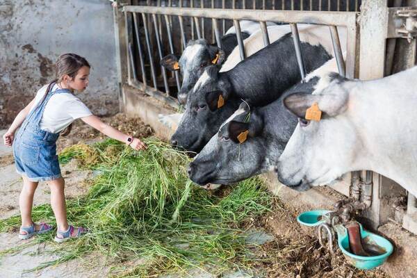 Kalveren eten gras aan het hek