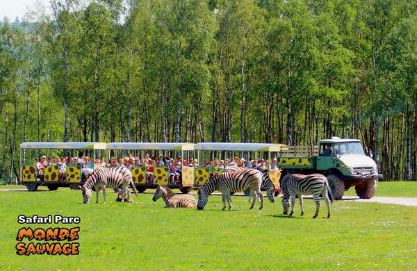 Des zèbres dans la prairie avec le petit train de safari