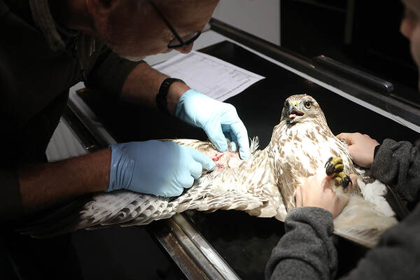 Verzorger onderzoekt een roofvogel
