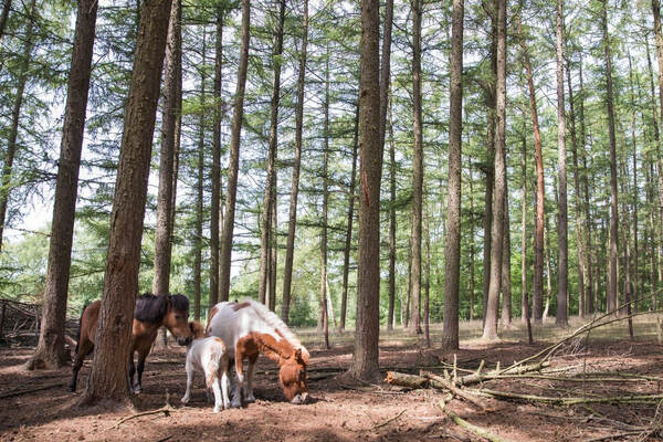 Pony's in een dennenbos