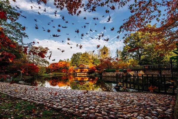 Herfstkleuren weerspiegeld in de vijver